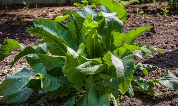 Grow Horseradish: The Pungent Root In Your Garden