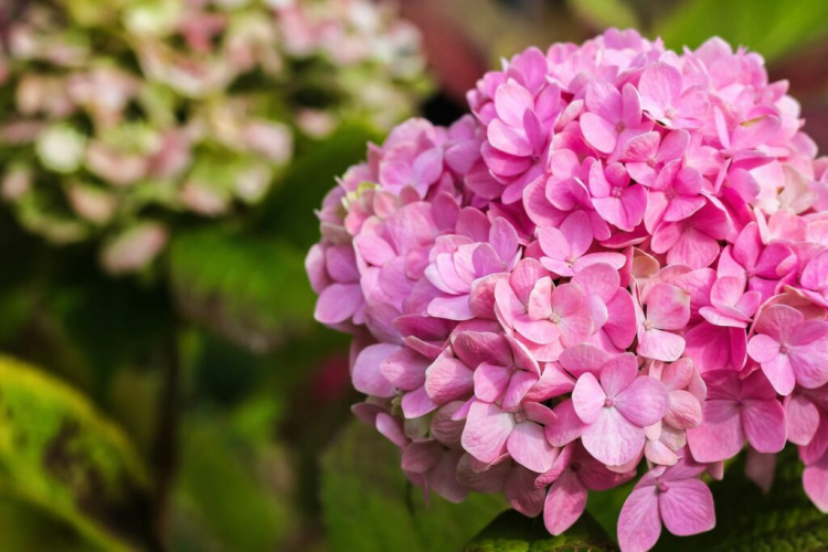Blue Hydrangeas: The Right Fertilizer And Tips For Coloring