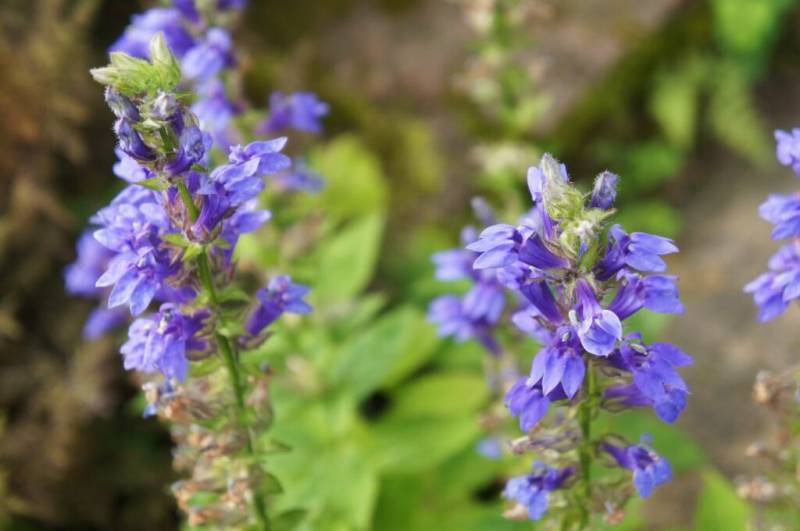 Hyssop Plant: The Aromatic Garden Herbs At A Glance