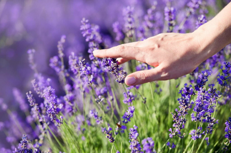 Caring For Lavender Plant Indoors: Tips For Ideal Care