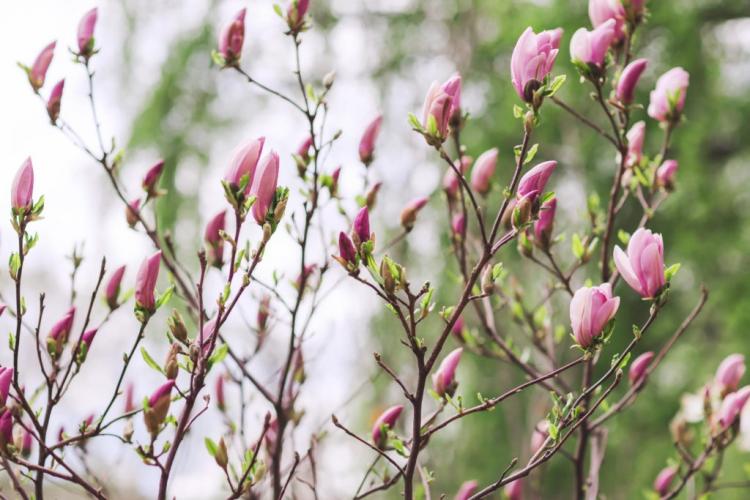 magnolia-tree-pink-flower