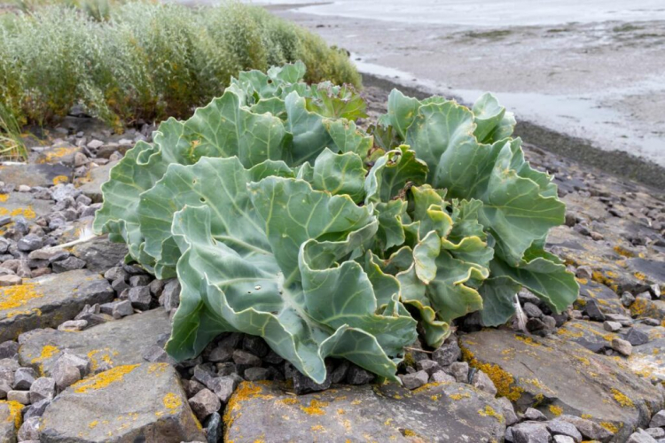 Sea kale: planting & caring for the sea kale