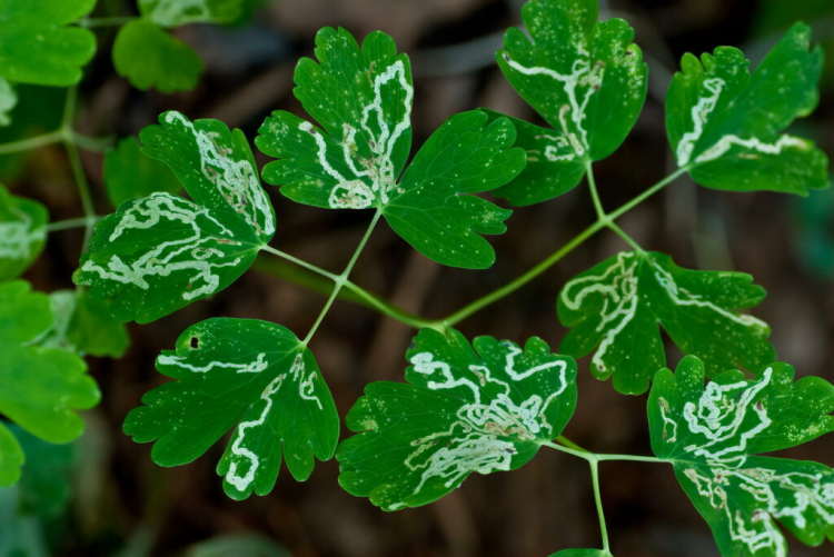 Leaf Miners: Recognize Damage And Fight Successfully