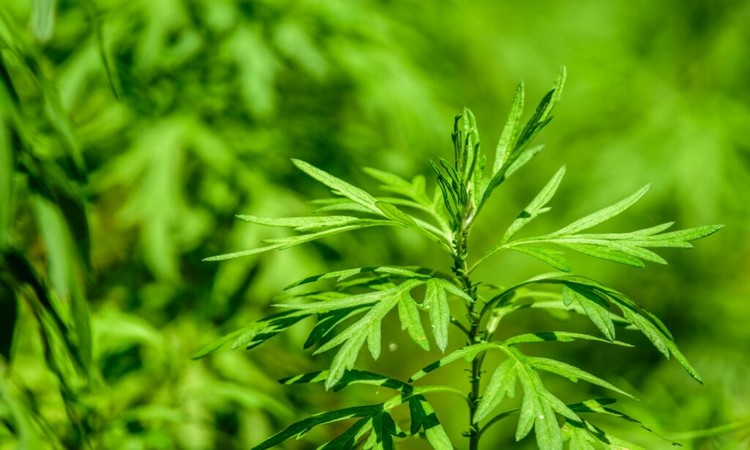 Mugwort Plant: How To Grow, Harvest And Use