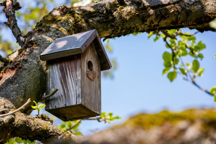 Build Your Nest Box: This Is What The Perfect Bird Box Looks Like