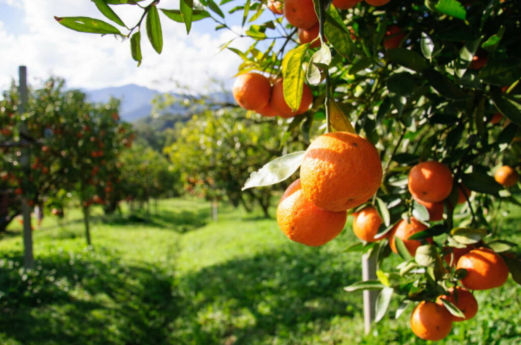 Orange Tree: Planting And Caring For