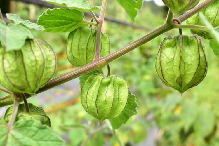 Physalis: Tips On Varieties, Harvest And Propagation Golden Gooseberry