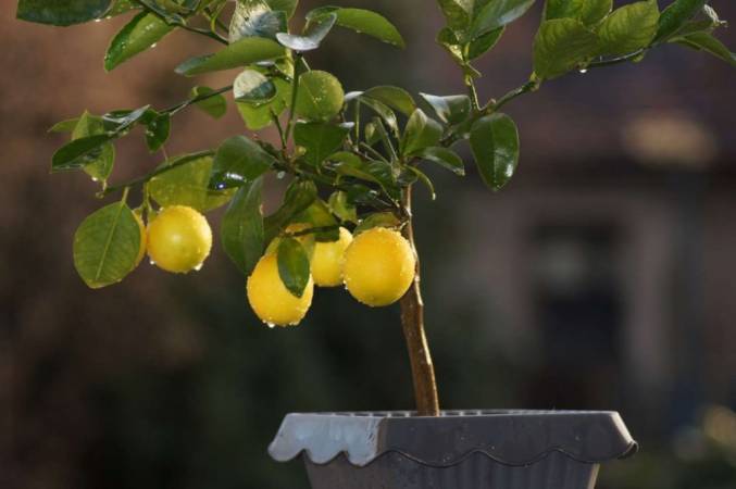 lemon tree plant with its juicy fresh fruits