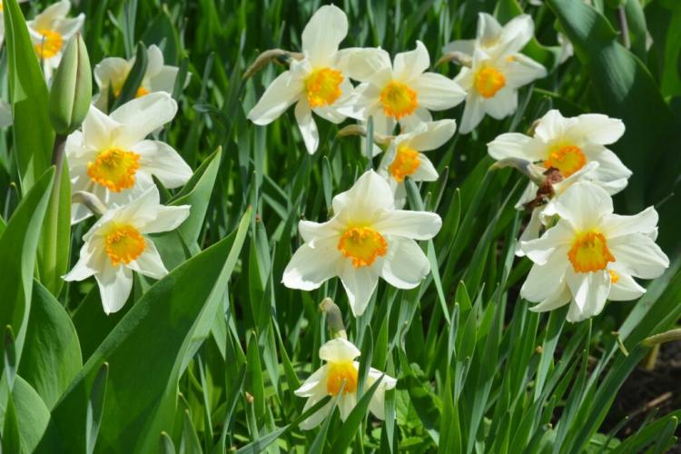 Plant And Grow Daffodils