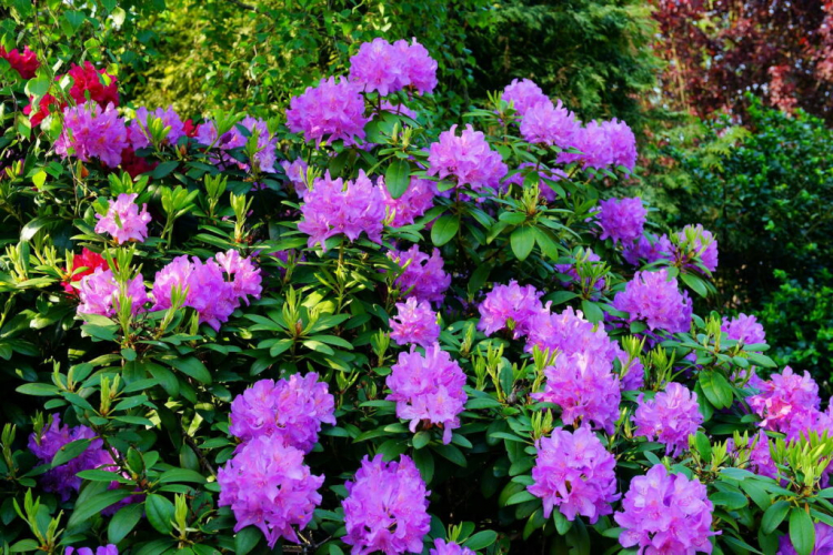 Pruning Rhododendrons: When And How To Prune Correctly