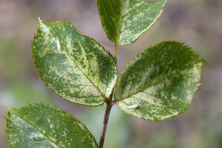 Rose Leafhoppers: Everything You Need To Combat The Pest Naturally