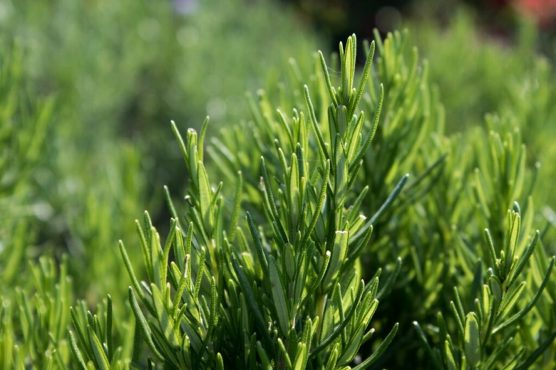 Fertilize Rosemary: Professional Tips On Timing And Procedure