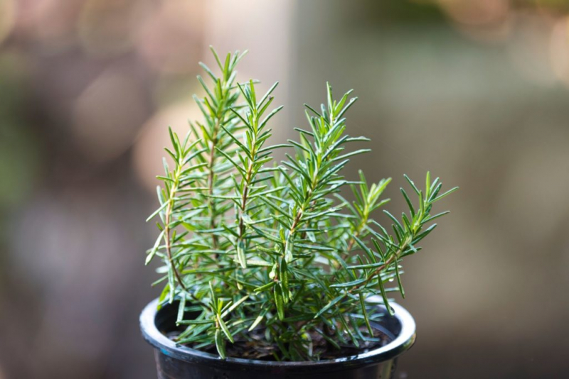rosemary in the pot