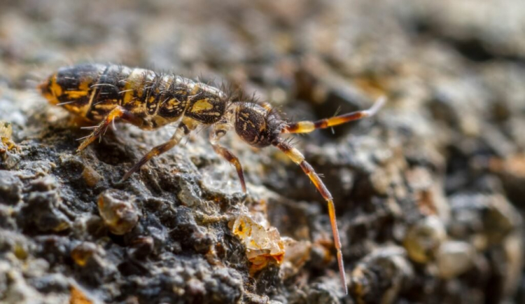 Recognizing Springtail & Fighting Successfully