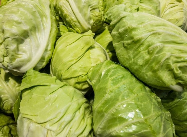 sugarloaf cabbage