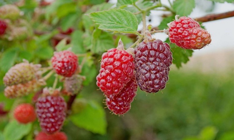 tayberry-bush-fruit