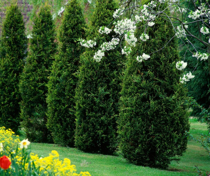 Fertilizing Thuja: Care Tips For The Tree Of Life