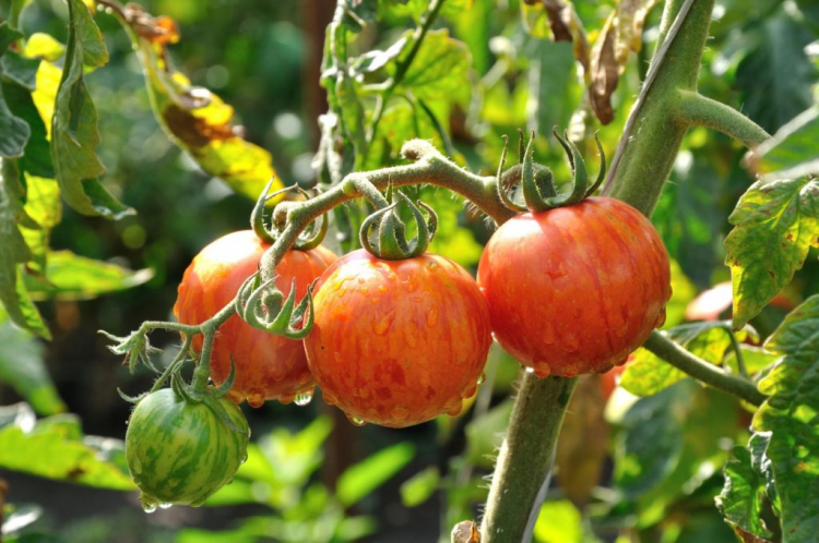 tiger tomatoes-2