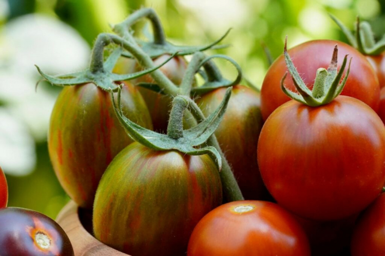 Tiger Tomatoes: The Striped Tomatoes In Portrait