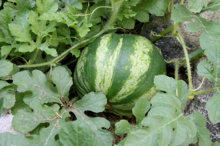 Watermelons: Origin, Cultivation And Care