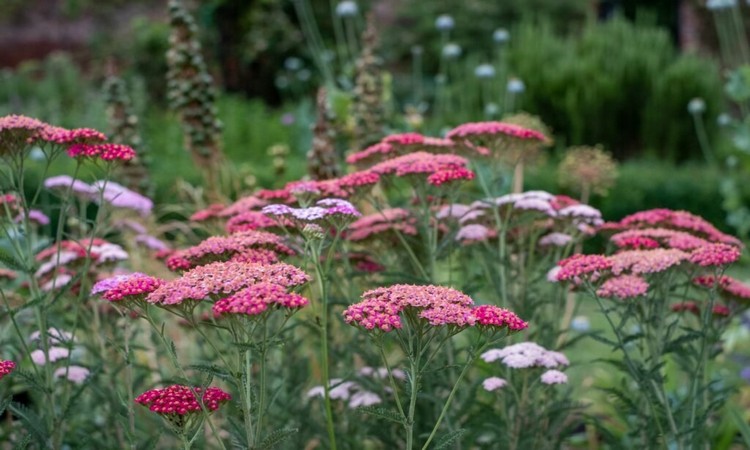 The Most Beautiful Yarrow Plants Species And Varieties