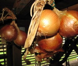Harvesting and storing onions