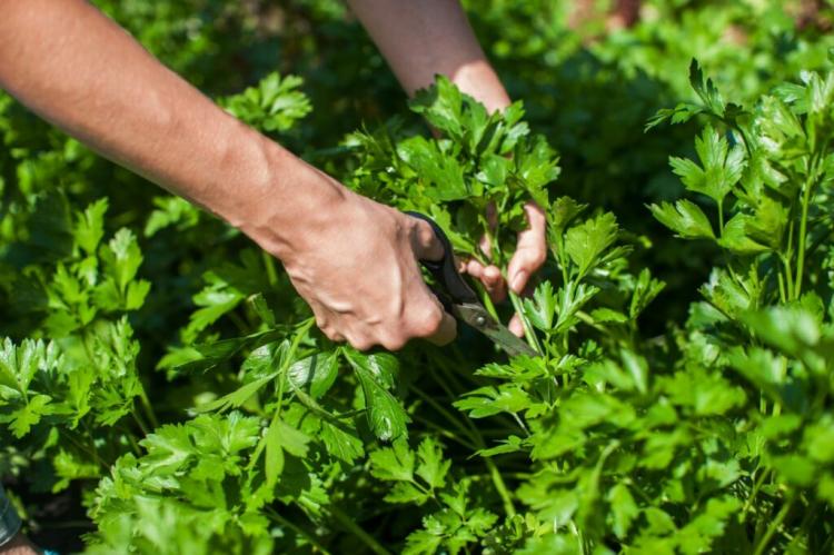 Caring for parsley