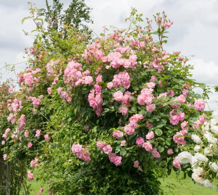 Creating a rose arch: expert tips & suitable varieties
