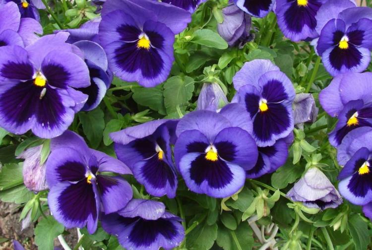 Caring For Pansies: Tips For Watering, Fertilizing & Winter