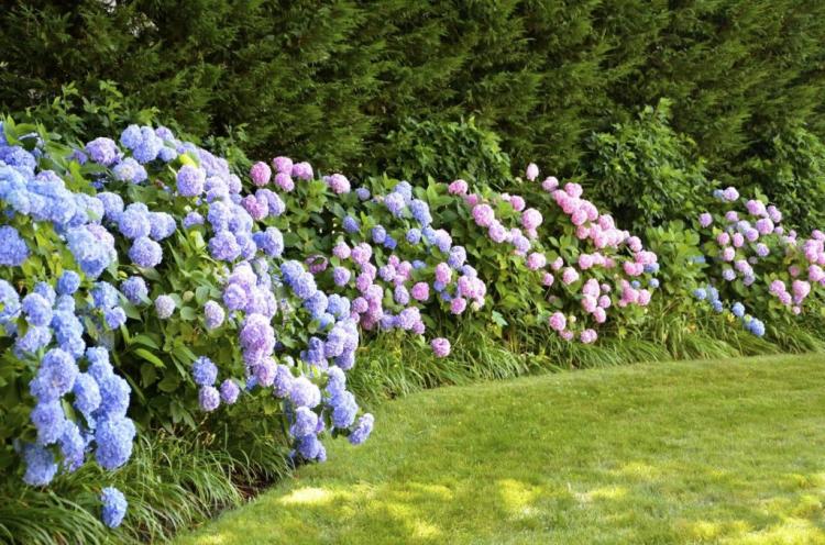 Planting hydrangeas: everything you need to know about planting in pots and beds