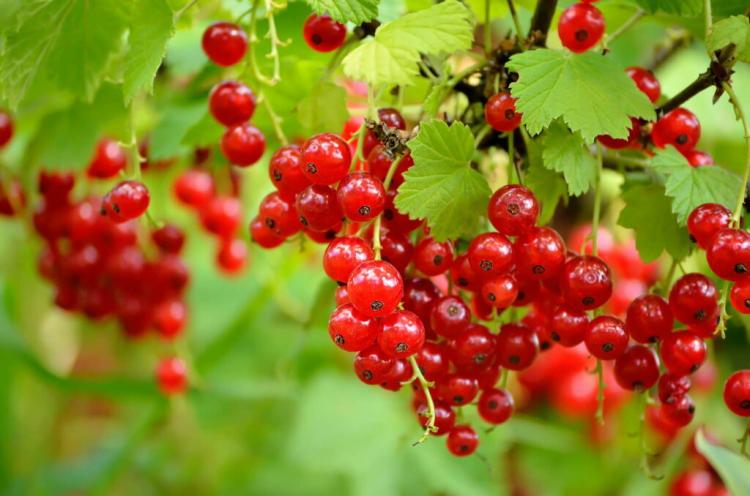 Currants: Everything From Planting To Harvest