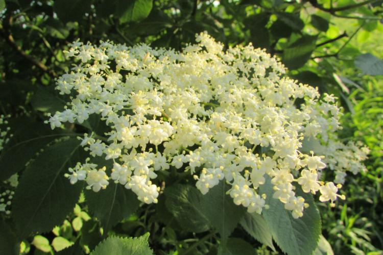 Cutting elderberry: timing and procedure when cutting back