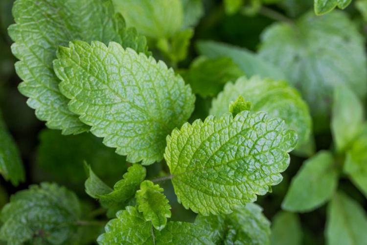 Growing lemon balm: on the balcony and in the garden