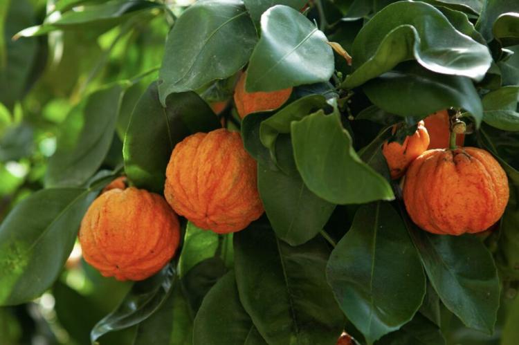 Bitter orange: care, flowering & use of the bitter orange