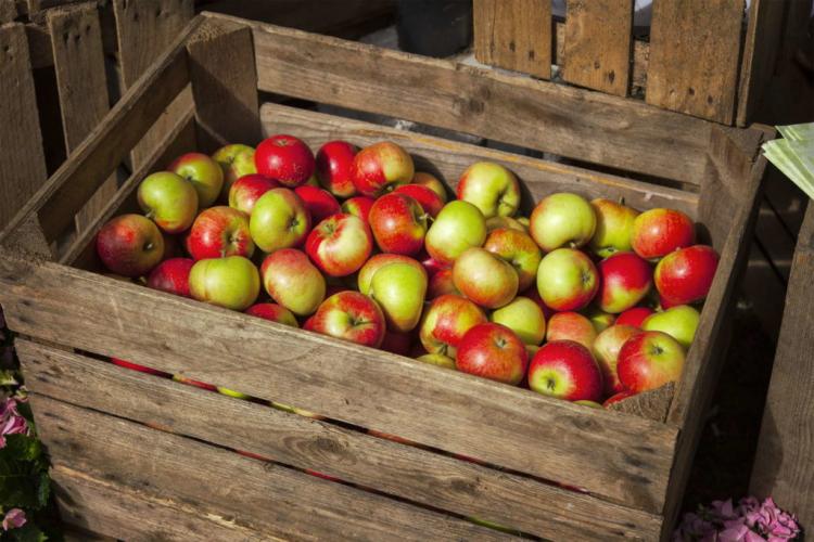 The right way to harvest & store apples: helpful tips