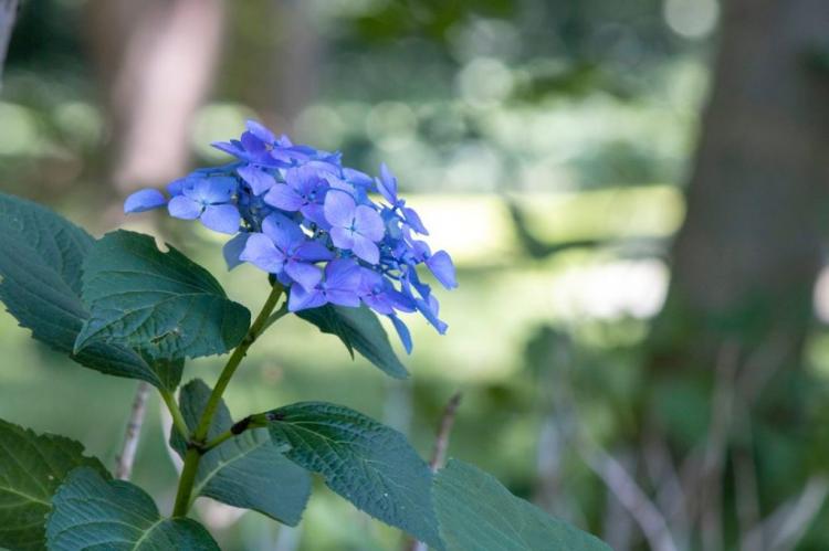 Hydrangea Flowering Time: What To Do If The Hydrangea Doesn't Bloom?
