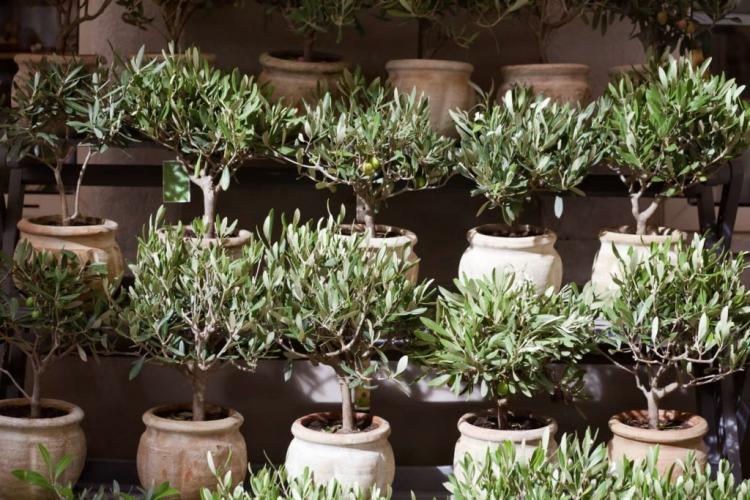 Repotting the olive tree: frequency, timing and instructions