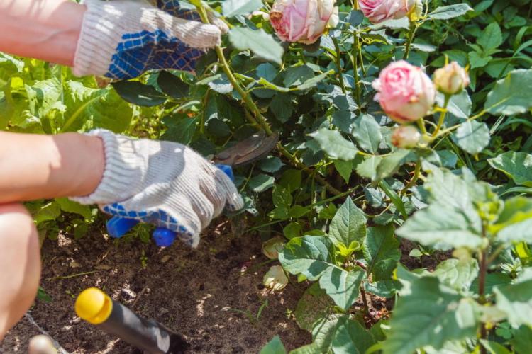 Propagating roses: tips for propagating with seeds, cuttings & Co.