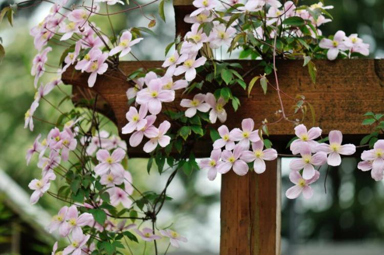 Maintaining Clematis: Expert Tips For Watering, Cutting And Fertilizing