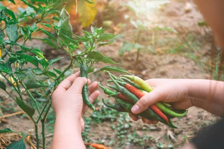 Harvesting Chillies: Tips For Harvesting And Storing Chillies