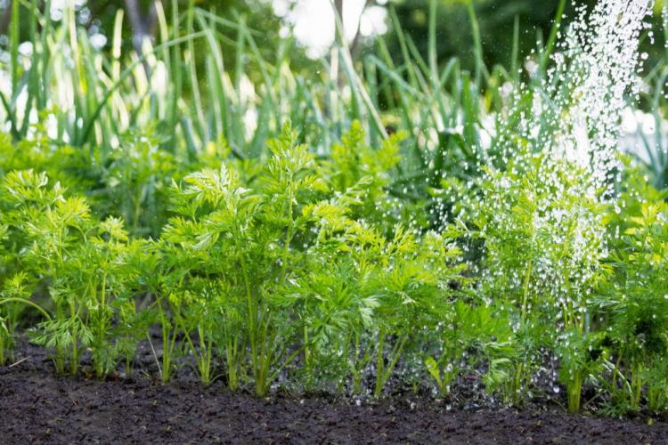 10 tips for getting the perfect carrot from your own garden