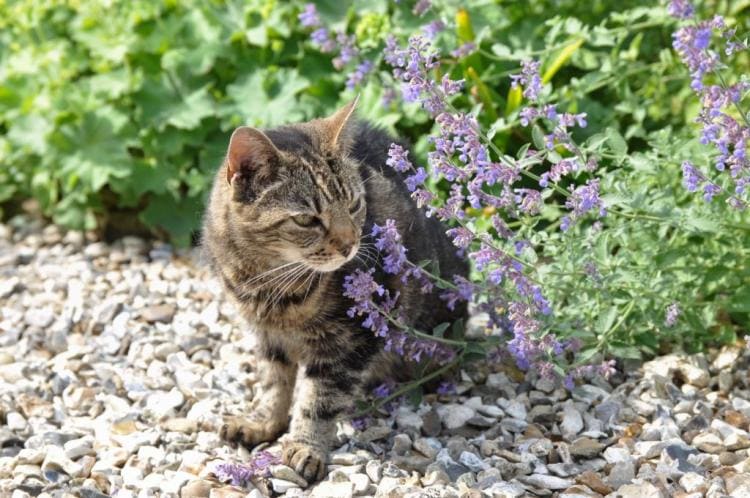Catnip Planting: Everything About When & How To Plant