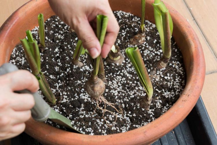 Caring for lilies: tips from the experts