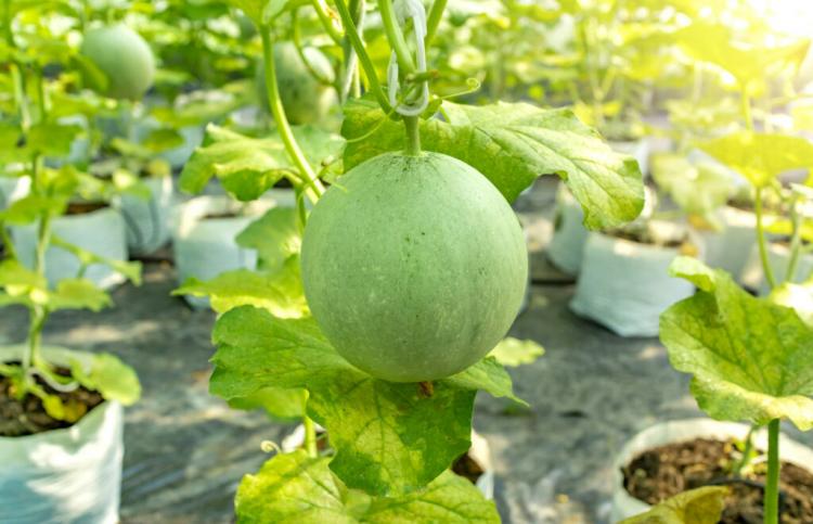 Melon species & varieties: the best melons for growing in Germany