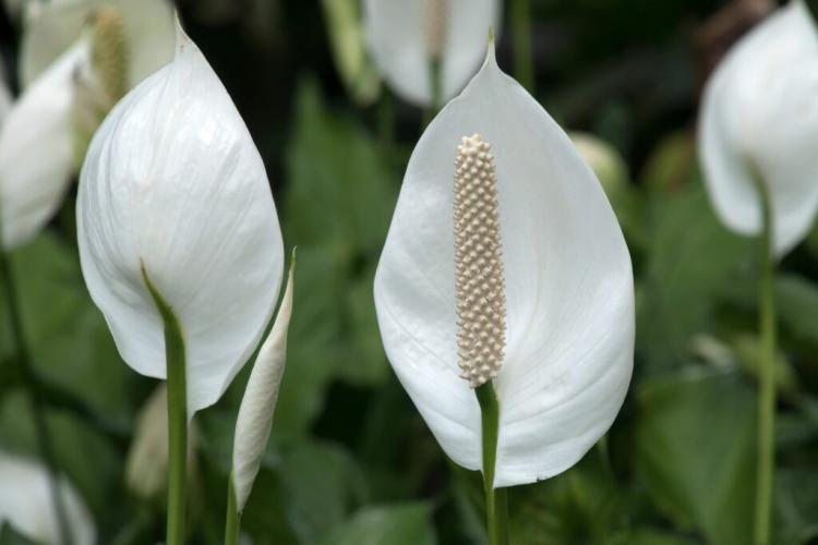 Einblatt: Care, location & propagation of the peace lily