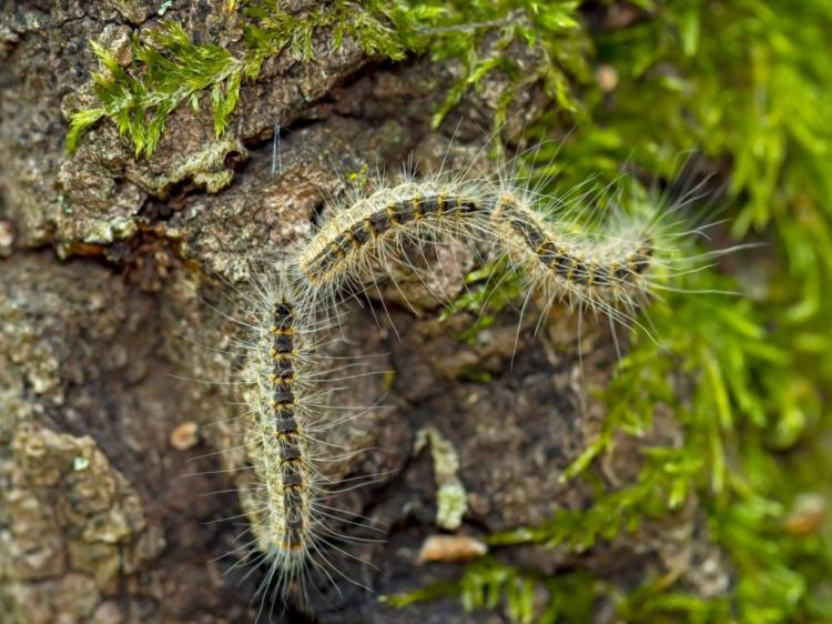 Fighting Oak Processionary Moth: How To Get Rid Of It Successfully