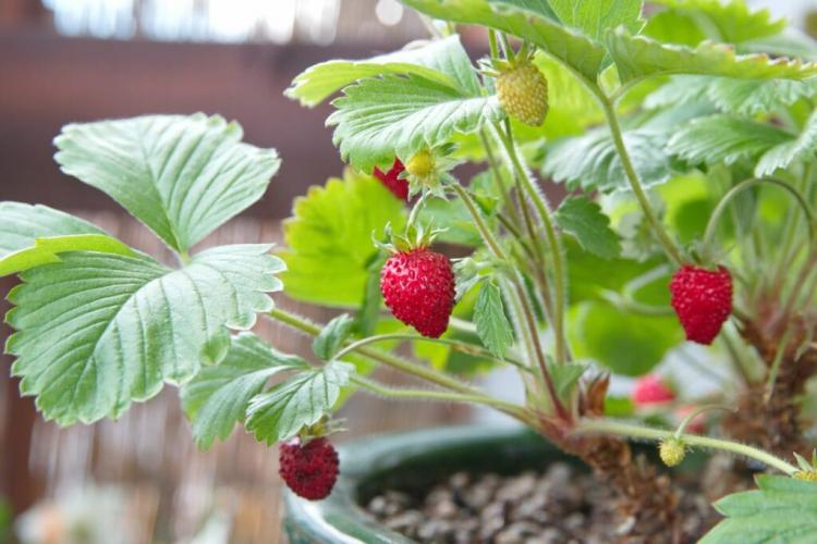 Wild Strawberry: Planting, Care And Propagation