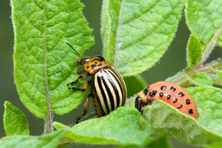 How To Get Rid Of Colorado Beetles: Natural Tips