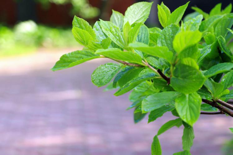 Panicle hydrangea: planting, propagating & the best varieties