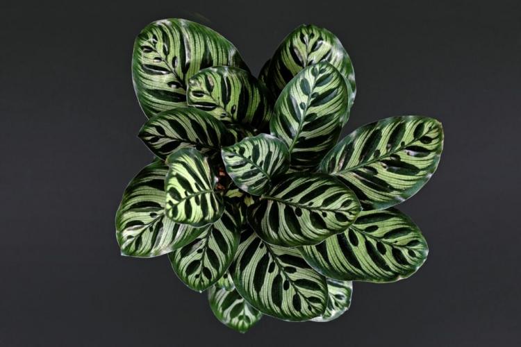 Calathea species: list & pictures of the most beautiful basket marants